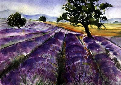 Lavendel Provence Aquarelle